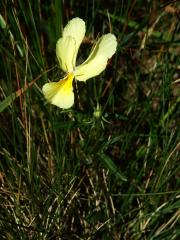 Violka žlutá (Viola lutea Huds.)