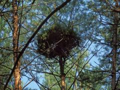Čarověník na borovici lesní (Pinus sylvestris L.) (23)