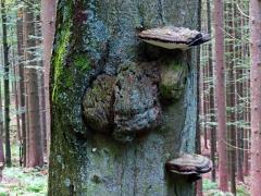Nádor na buku lesním (Fagus sylvatica L.) (39)