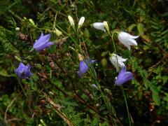 Zvonek okrouhlolistý (Campanula rotundifolia L.) s bílými květy (1g)