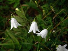 Zvonek okrouhlolistý (Campanula rotundifolia L.) s bílými květy (1j)