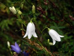 Zvonek okrouhlolistý (Campanula rotundifolia L.) s bílými květy (1l)