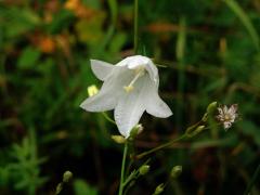 Zvonek okrouhlolistý (Campanula rotundifolia L.) s bílými květy (1s)