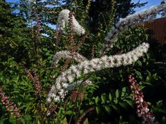 Ploštičník hroznatý (Actaea racemosa L.)   