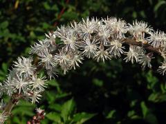 Ploštičník hroznatý (Actaea racemosa L.)