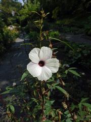 Ibišek súdánský (Hibiscus sabdarifa L.)