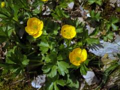 Pryskyřník horský (Ranunculus montanus Willd.)    