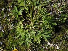 Pryskyřník horský (Ranunculus montanus Willd.)