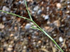 Ostrožka stračka latnatá (Consolida regalis subsp. paniculata (Host) Soó)