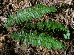 Kapradina laločnatá (Polystichum aculeatum (L.) Roth.)
