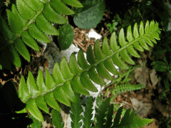 Kapradina hrálovitá (Polystichum lochnitis (L.) Roth.)