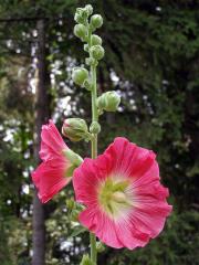 Topolovka růžová (Alcea rosea L.)