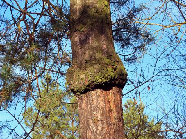 Tumor na borovici lesní (Pinus sylvestris L.) (40)