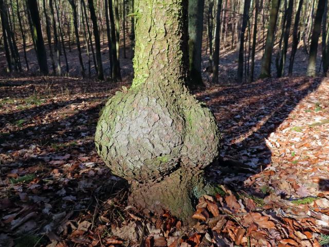 Smrk ztepilý (Picea abies (L.) Karsten) (30) s nádory na kmeni