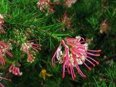 Grevillea juniperina × rosmarinifola 