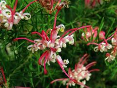 Grevillea juniperina × rosmarinifola