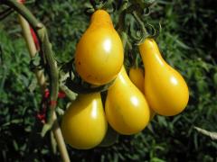Lilek rajče (Solanum lycopersicum L.)