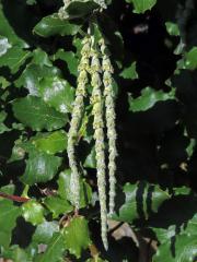 Čeleď: Garryaceae Lindl.