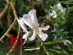Westringia fruticosa (Willd.) Druce