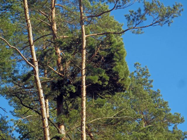 Čarověník na borovici lesní (Pinus sylvestris L.) (24a)