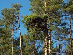 Čarověník na borovici lesní (Pinus sylvestris L.) (24b)