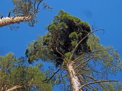 Čarověník na borovici lesní (Pinus sylvestris L.) (24c)