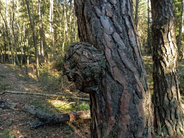Tumor na borovici lesní (Pinus sylvestris L.) (42b)