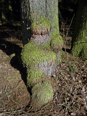 Smrk ztepilý (Picea abies (L.) Karsten) (31) s nádory na kmeni