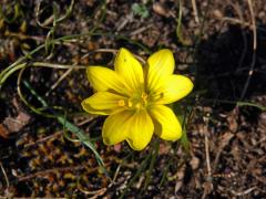 Křivatec český (Gagea bohemica (Zauschn.) Schult. & Schult. f.) - osmičetný květ (6)