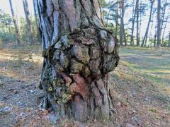 Tumor na borovici lesní (Pinus sylvestris L.) (43a)