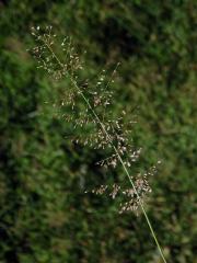 Milička (Eragrostis Wolf)