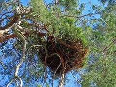 Čarověník na borovici lesní (Pinus sylvestris L.) (25a)