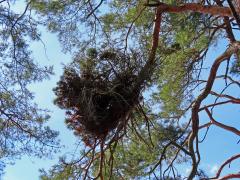 Čarověník na borovici lesní (Pinus sylvestris L.) (25b)