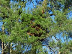Čarověník na borovici lesní (Pinus sylvestris L.) (25c)