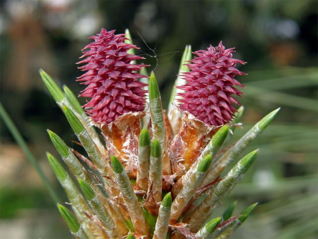 Borovice těžká (Pinus ponderosa P. Lawson et C. Lawson)