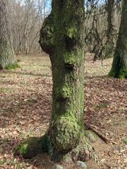 Smrk ztepilý (Picea abies (L.) Karsten) (32a) s nádory na kmeni