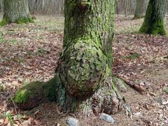 Smrk ztepilý (Picea abies (L.) Karsten) (32b) s nádory na kmeni