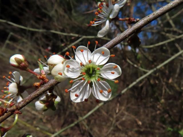 Trnka obecná (Prunus spinosa L.), šestičetný květ (11)