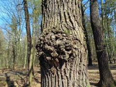 Nádor na dubu letním (Quercus robur L.) (62)