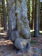 Smrk ztepilý (Picea abies (L.) Karsten) (33a) s nádory na kmeni
