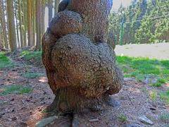 Smrk ztepilý (Picea abies (L.) Karsten) (33e) s nádory na kmeni