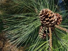 Borovice těžká (Pinus ponderosa P. Lawson et C. Lawson)