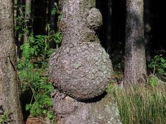 Smrk ztepilý (Picea abies (L.) Karsten) (34b) s nádory na kmeni