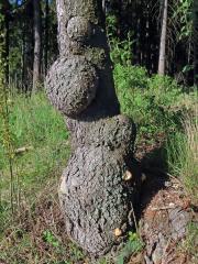 Smrk ztepilý (Picea abies (L.) Karsten) (34c) s nádory na kmeni