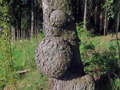 Smrk ztepilý (Picea abies (L.) Karsten) (34d) s nádory na kmeni