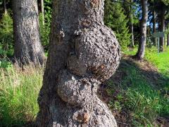 Smrk ztepilý (Picea abies (L.) Karsten) (34f) s nádory na kmeni