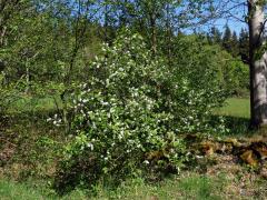 Střemcha obecná (Prunus padus L.)