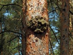 Tumor na borovici lesní (Pinus sylvestris L.) (46)