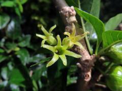 Withania aristata (Aiton) Pauquy, šestičetný květ