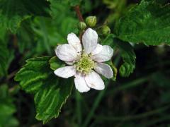 Ostružiník křovitý (Rubus fruticosus L. agg.) - osmičetný květ (6)